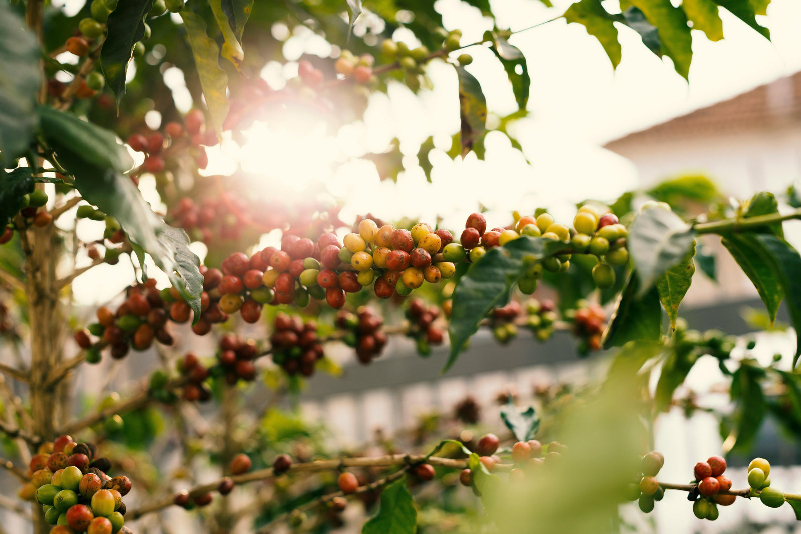 The Philosophy Behind How We Roast Our Coffee